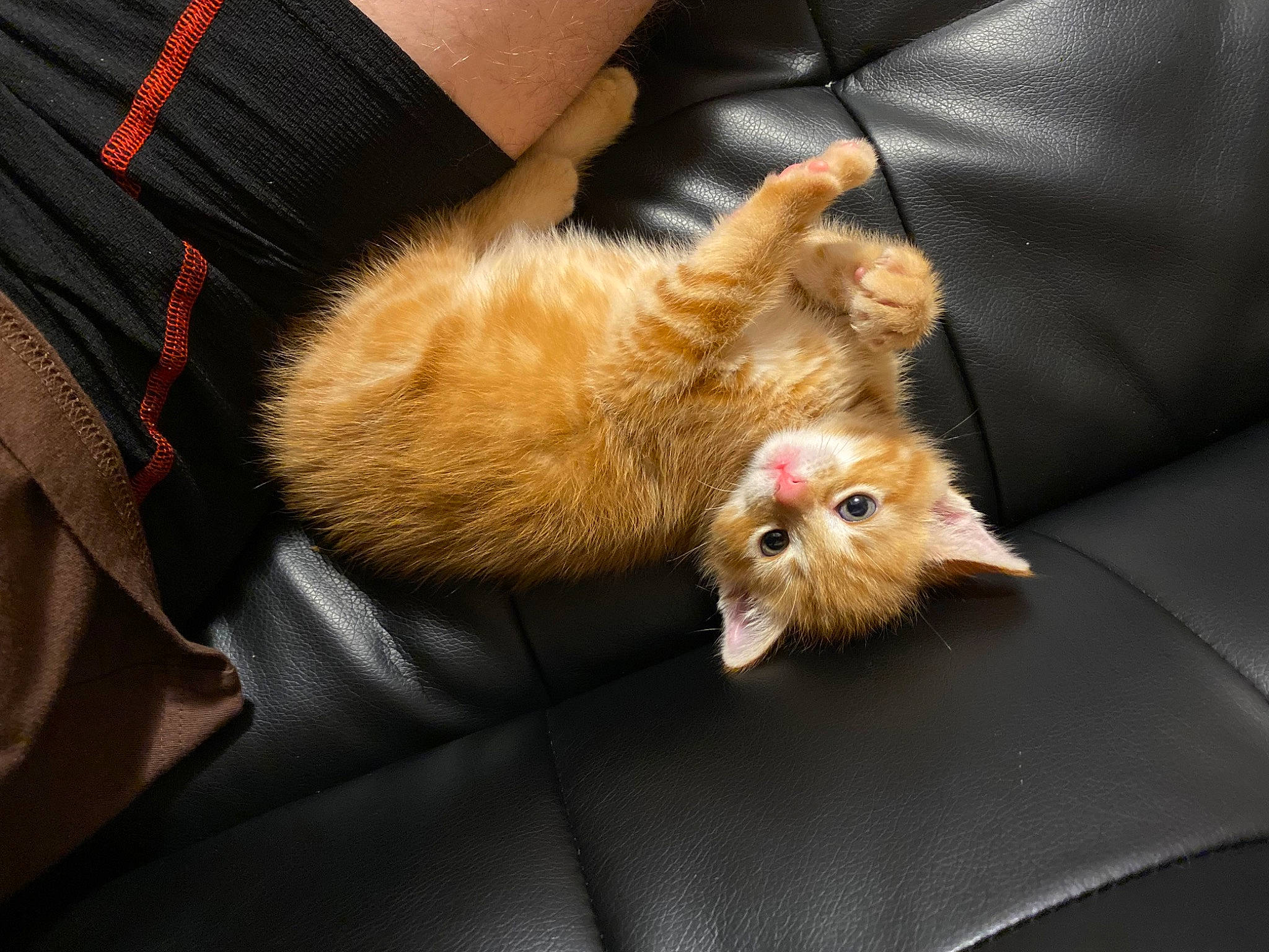 Tiffany joined the competition — help win amazing prizes! canidae, carnivore, cat, claw, comfort, domestic_short_haired_cat, fawn, felidae, foot, fur, human_leg, lap, leg, paw, small_to_medium_sized_cats, snout, sporting_group, tail, terrestrial_animal, whiskers