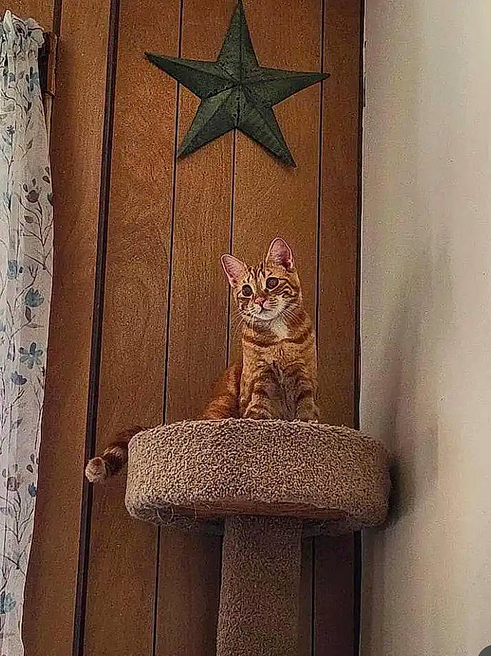 Tiffany joined the competition — help win amazing prizes! carnivore, cat, chair, door, fawn, felidae, floor, flooring, hardwood, home_door, interior_design, pattern, rectangle, small_to_medium_sized_cats, tail, textile, wall, whiskers, window, wood