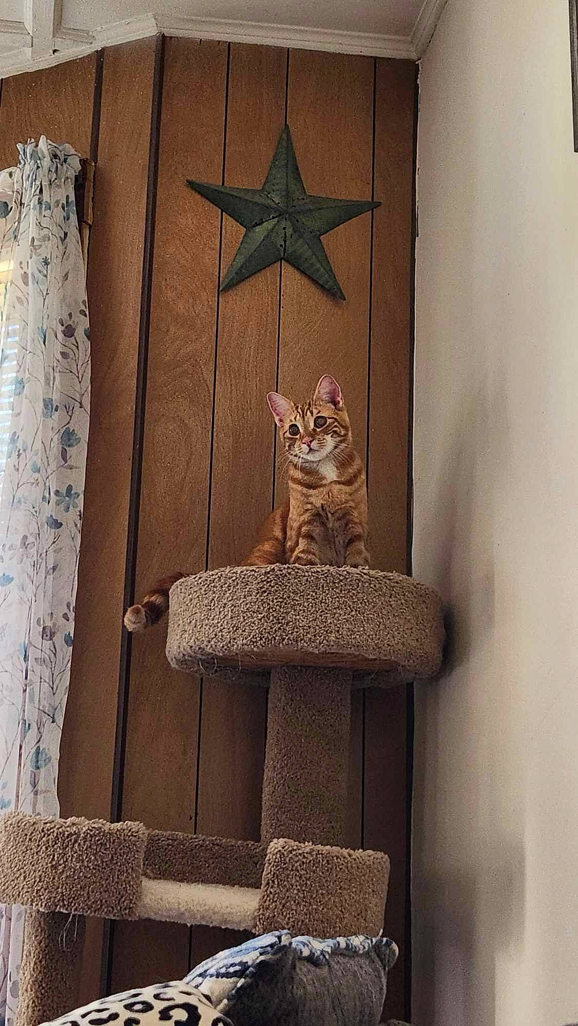 Jax is registered to the contest to win money with this photo: carnivore, cat, chair, door, fawn, felidae, fur, grey, hardwood, home_door, interior_design, linens, pattern, rectangle, shelf, small_to_medium_sized_cats, tail, whiskers, window, wood