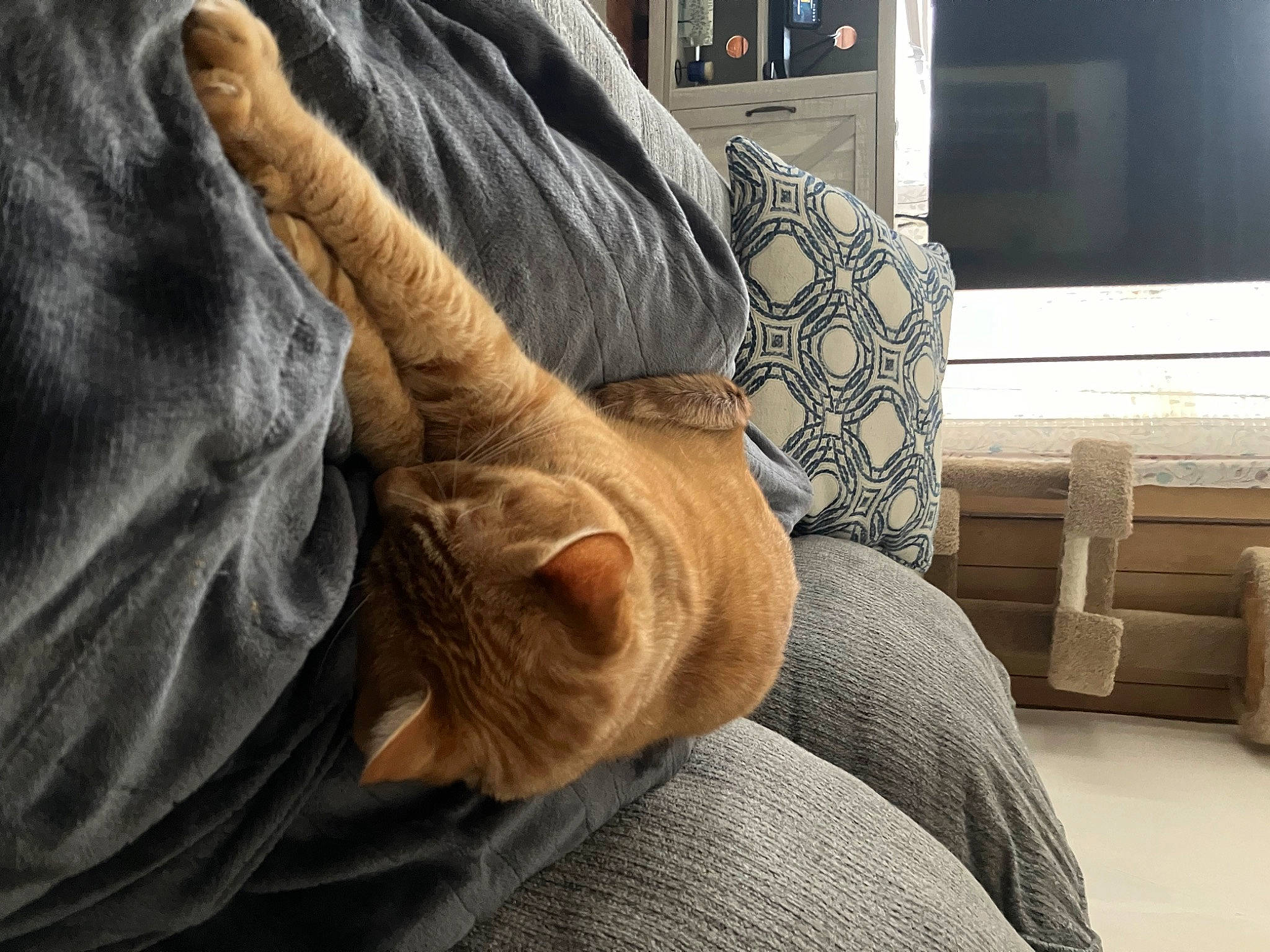 Jax joined the competition — help win amazing prizes! arm, beard, comfort, companion_dog, couch, facial_hair, flooring, fur, gesture, hair, hand, human_leg, linens, long_hair, room, shipping_box, sitting, textile, wood, wrist