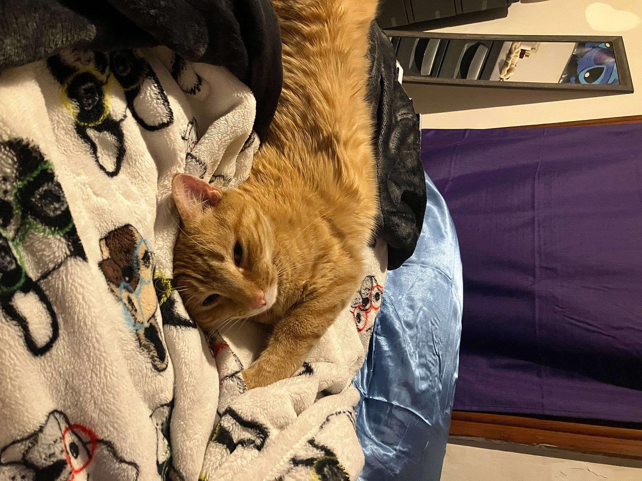 Jax is registered to the contest to win money with this photo: bag, carnivore, cat, comfort, denim, domestic_short_haired_cat, fashion_accessory, felidae, fur, fur_clothing, gesture, human_leg, linens, pattern, room, small_to_medium_sized_cats, sportswear, textile, whiskers