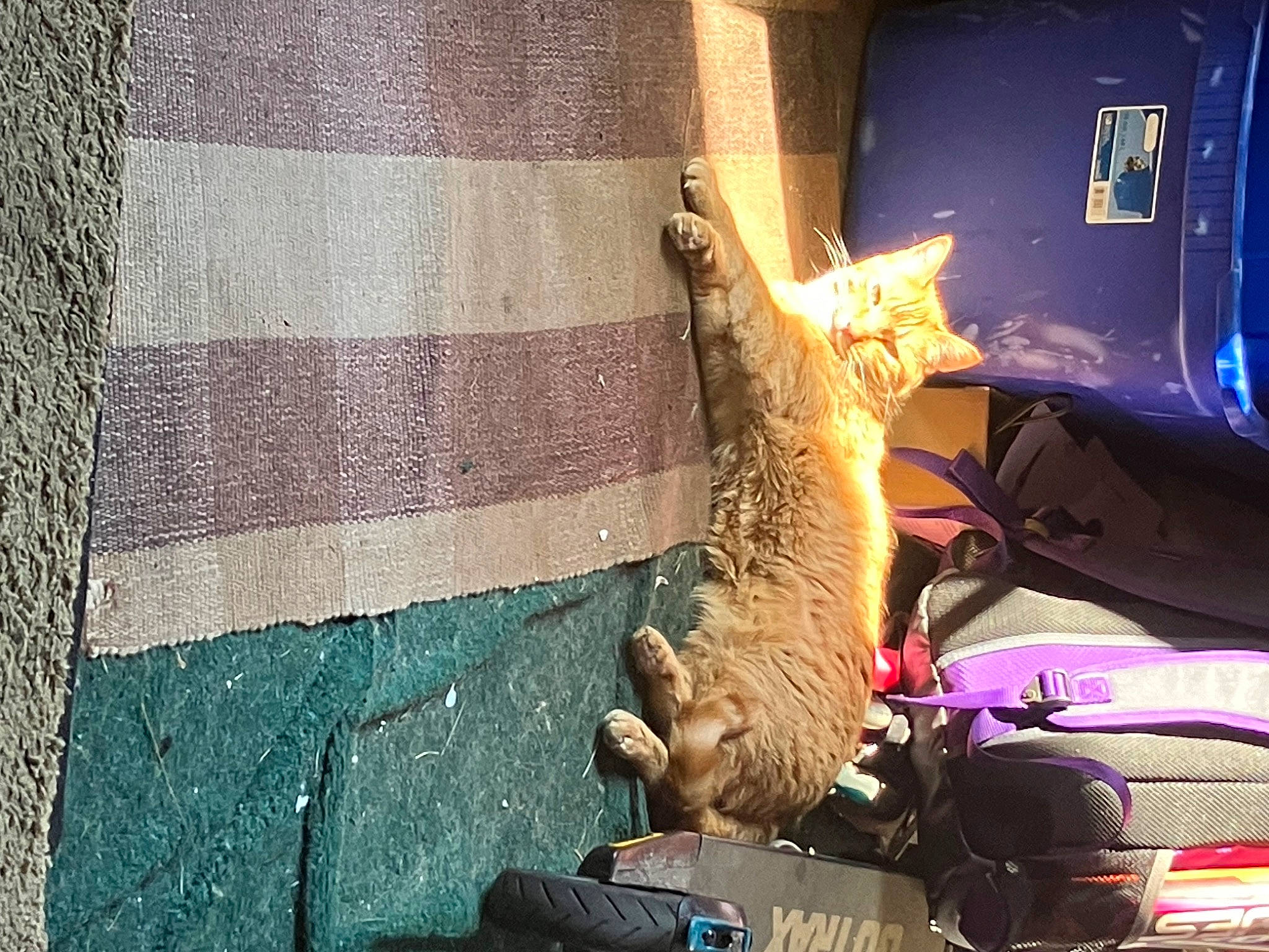 Jax is registered to the contest to win money with this photo: auto_part, automotive_exterior, automotive_lighting, carnivore, event, fawn, felidae, fender, fur, human_leg, motor_vehicle, road_surface, small_to_medium_sized_cats, tail, tints_and_shades, tire, vehicle, vehicle_door, whiskers, wood