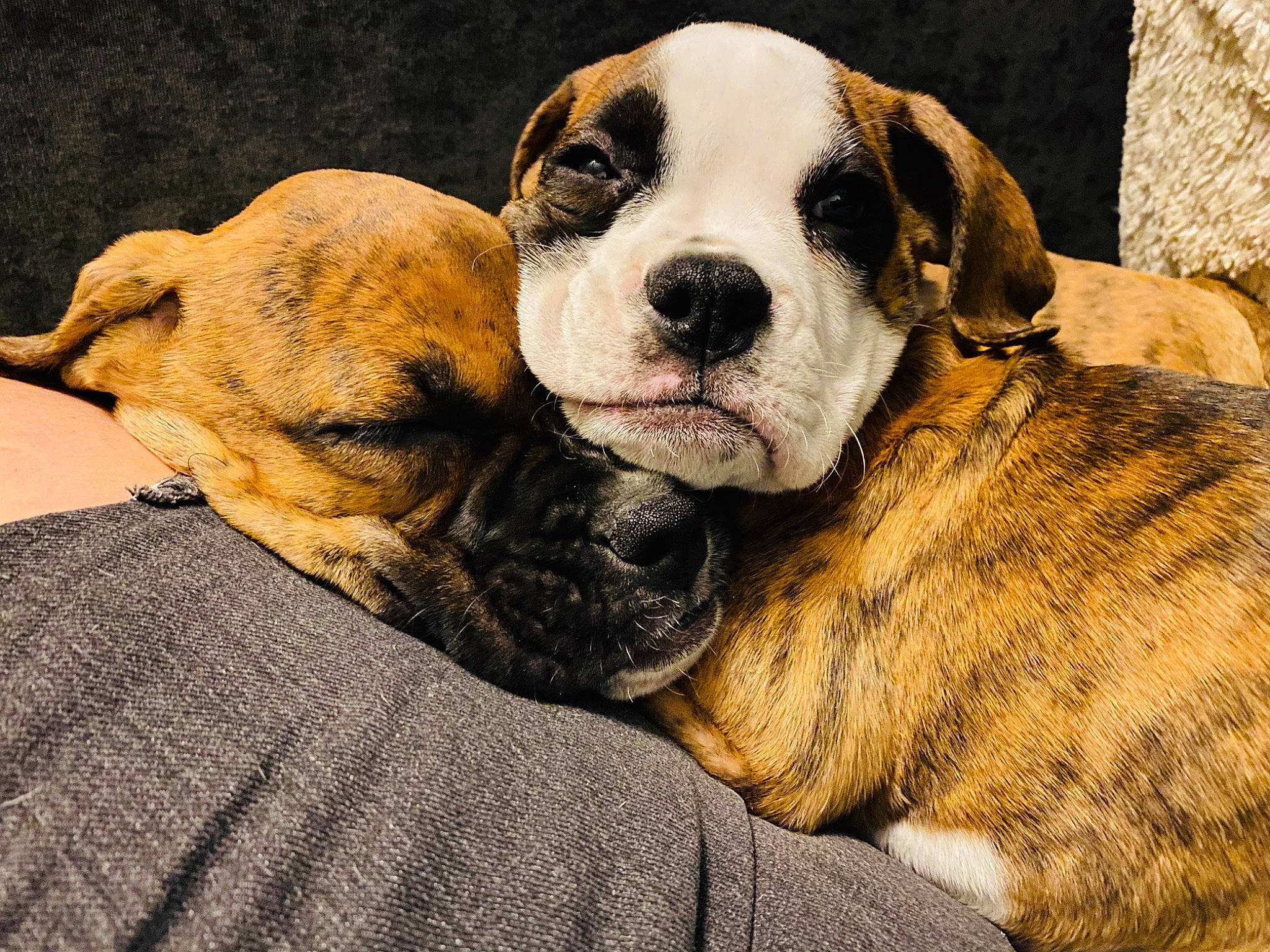 Artemis And Athena is registered to the contest to win money with this photo: american_bulldog, australian_bulldog, boxer, bulldog, canidae, carnivore, companion_dog, dog, dog_breed, fawn, mammal, nap, old_english_bulldog, olde_english_bulldogge, puppy, puppy_love, sleep, snout, valley_bulldog, vertebrate