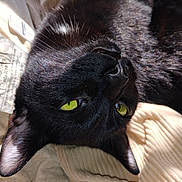 Raja is registered to the contest to win money with this photo: cat, black_cat, green_eyes, close_up, pet, feline, lying_down, sunlight, cozy, blanket, indoor, whiskers, fur, animal, relaxing, cute, domestic_animal, portrait, sleepy, resting