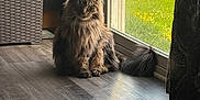 Leo joined the competition — help win amazing prizes! cat, long_hair, indoor, wooden_floor, glass_door, sunlight, fluffy, pet, animal, sitting, curtain, green_grass, flower, window, feline, domestic, relaxed, natural_light, shadow, cozy