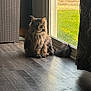 cat, long_hair, indoor, wooden_floor, glass_door, sunlight, fluffy, pet, animal, sitting, curtain, green_grass, flower, window, feline, domestic, relaxed, natural_light, shadow, cozy