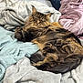 Leo is registered to the contest to win money with this photo: cat, fluffy, sleeping, blanket, cozy, fur, indoor, resting, pet, tabby, long_hair, comfort, relaxation, soft, animal, cute, warm, pile, bed, nap