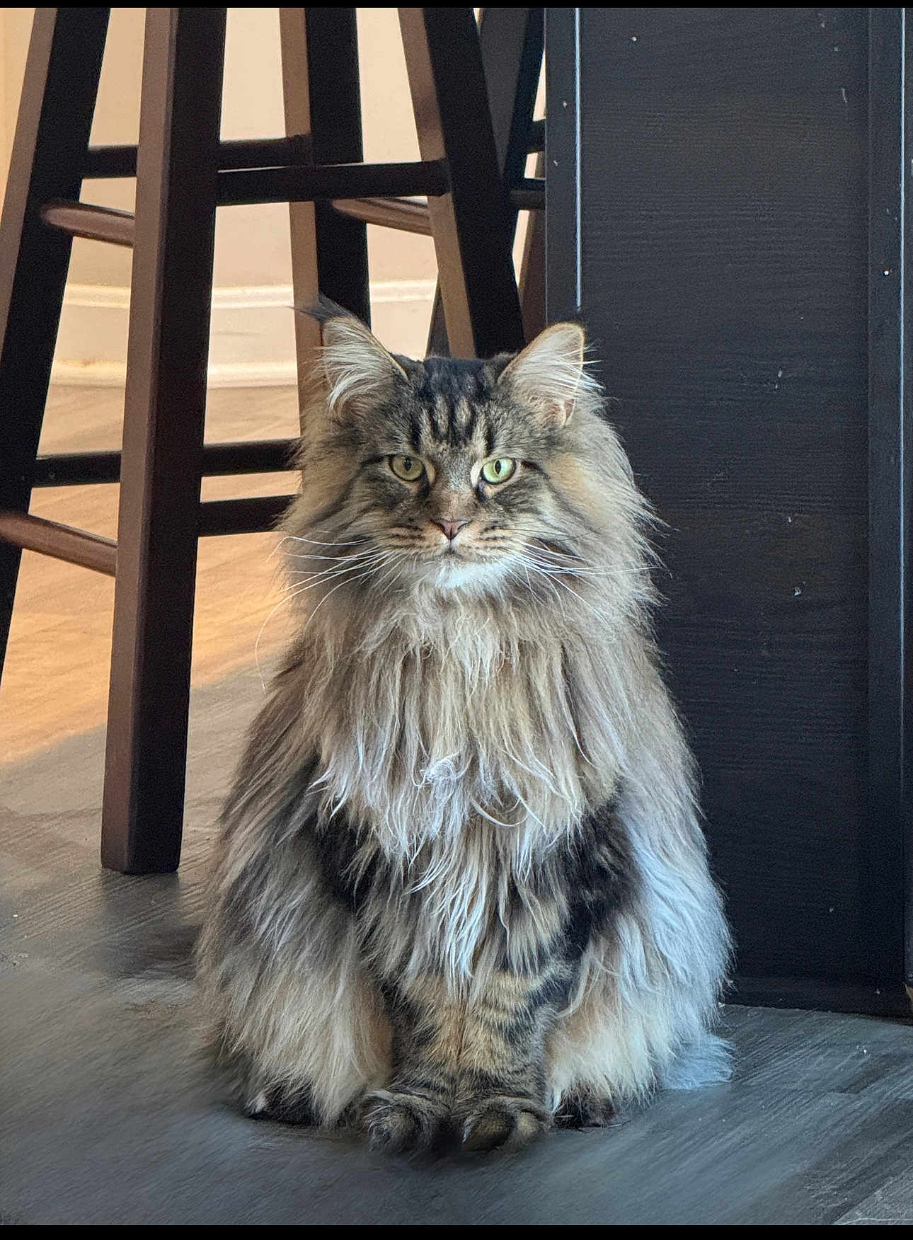 Leo is registered to the contest to win money with this photo: cat, long_hair, fluffy, indoor, wooden_chair, floor, furniture, pet, animal, portrait, sitting, tabby, fur, whiskers, ears, eyes, domestic_cat, home, light, calm