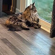 Leo joined the competition — help win amazing prizes! cat, long_hair, fluffy, indoor, floor, wood_floor, window, glass_door, looking_out, natural_light, pet, animal, feline, relaxed, calm, side_view, domestic, curtain, green_background, cozy