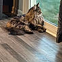 cat, long_hair, fluffy, indoor, floor, wood_floor, window, glass_door, looking_out, natural_light, pet, animal, feline, relaxed, calm, side_view, domestic, curtain, green_background, cozy