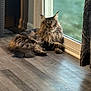 Leo joined the competition — help win amazing prizes! cat, fluffy, indoor, window, sunlight, wooden_floor, relaxed, pet, feline, long_hair, domestic_animal, resting, natural_light, home_interior, curtain, animal, mammal, fur, looking_away, quiet