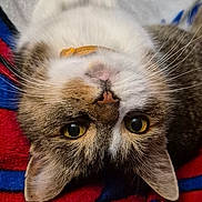 Floyd is registered to the contest to win money with this photo: animal, blanket, blue, brown, cat, close_up, collar, cute, feline, fur, indoor, lying_down, nose, pet, red, relaxed, tabby, whiskers, white, yellow_eyes