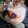 Floyd joined the competition — help win amazing prizes! animal, bottle_toy, carpet, cat, claw, close_up, cute, ears, face, fur, indoor, lying_down, pet, plush_toy, relaxed, tabby, toy, whiskers, white_fur, yellow_eyes