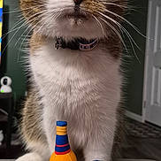 Floyd joined the competition — help win amazing prizes! background, carpet, cat, close_up, collar, door, feline, football, fur, gray_couch, home, indoor, pet, plush_toys, sports, tabby_cat, toy_bottle, toy_football, toy_helmet, whiskers