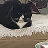 Mac joined the competition — help win amazing prizes! cat, black_and_white, couch, blanket, fringe, cushion, floral_pattern, indoor, pet, animal, relaxed, feline, tableware, stacked_bowls, home, living_room, resting, domestic, cozy, furniture