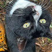 Mac is registered to the contest to win money with this photo: animal, black_cat, boot, cat, close_up, curious, domestic_animal, face, fur, ground, looking_up, mammal, nature, outdoor, pet, portrait, whisker, whiskers, yellow_boot, yellow_eyes