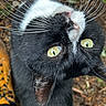cat, black_cat, whiskers, close_up, yellow_eyes, outdoor, curious, animal, pet, fur, nature, ground, boot, yellow_boot, whisker, face, portrait, looking_up, mammal, domestic_animal