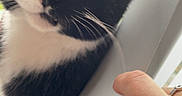 Mac joined the competition — help win amazing prizes! cat, black_and_white, pet, animal, whiskers, curious, indoor, window, blinds, hand, close_up, fur, eyes, portrait, domestic_cat, mammal, cute, face, looking