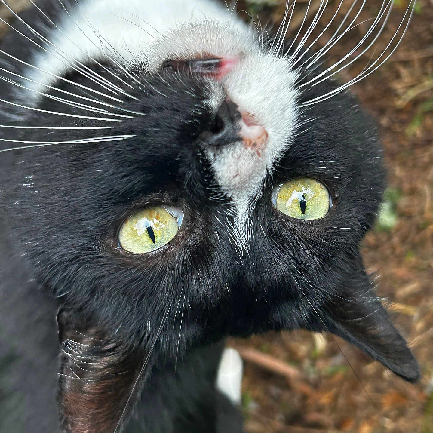 Mac is registered to the contest to win money with this photo: cat, black_and_white, close_up, yellow_eyes, whiskers, outdoor, nature, animal, pet, fur, portrait, face, nose, ears, feline, curious, head, eye_contact, background