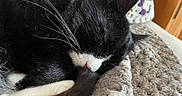 Mac is registered to the contest to win money with this photo: animal, black_and_white, cat, close_up, comfort, cozy, cute, ear, fur, home, indoor, knitted_blanket, nose, pet, relaxing, resting, sleeping, soft_texture, tail, whiskers