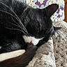 Mac is registered to the contest to win money with this photo: cat, black_and_white, sleeping, whiskers, tail, knitted_blanket, cozy, fur, close_up, home, resting, pet, animal, indoor, cute, relaxing, soft_texture, ear, nose, comfort