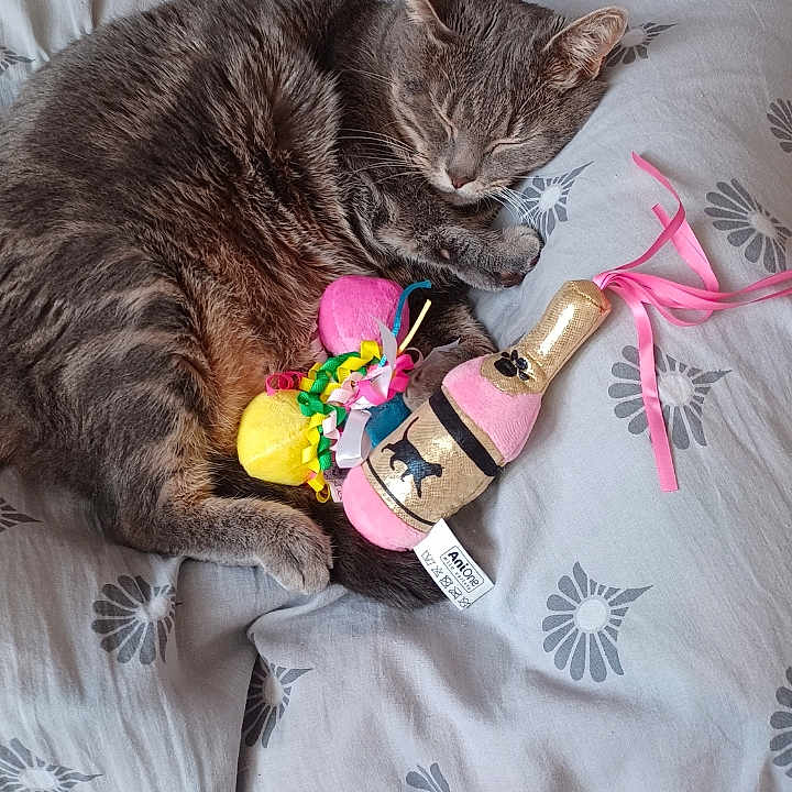 Mimie a rejoint le concours — aidez-le/la à gagner de superbes lots ! animal, bed, bedroom, bodypart, cat, couch, cushion, finger, furniture, guitar, hand, homedecor, indoors, kitten, linen, musicalinstrument, person, pet, room, toy