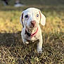 Willow Grace joined the competition — help win amazing prizes! puppy, dog, white_dog, blue_eyes, collar, grass, outdoor, animal, pet, cute, young_dog, walking, sunlight, nature, closeup, adorable, curious, small_dog, mammal, playful