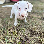 Willow Grace joined the competition — help win amazing prizes! puppy, dog, white_dog, grass, outdoor, animal, pet, cute, small_dog, young_dog, canine, nature, blurred_background, curious, adorable, four_legs, ears, snout, tail, collar