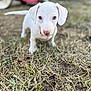 puppy, dog, white_dog, grass, outdoor, animal, pet, cute, small_dog, young_dog, canine, nature, blurred_background, curious, adorable, four_legs, ears, snout, tail, collar