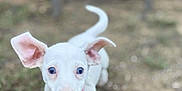 Willow Grace joined the competition — help win amazing prizes! puppy, dog, white_dog, blue_eyes, ears, animal, pet, outdoor, ground, curious, closeup, young_dog, mammal, cute, playful, nature, portrait, canine, small_dog, fur