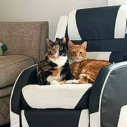 Leo And Chloe joined the competition — help win amazing prizes! cat, calico_cat, orange_tabby, armchair, furniture, indoor, pet, animal, two_cats, cozy, curious, living_room, resting, cute, companions, domestic_cat, black_and_white_chair, fur, whiskers, relaxed