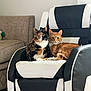 cat, calico_cat, orange_tabby, armchair, furniture, indoor, pet, animal, two_cats, cozy, curious, living_room, resting, cute, companions, domestic_cat, black_and_white_chair, fur, whiskers, relaxed