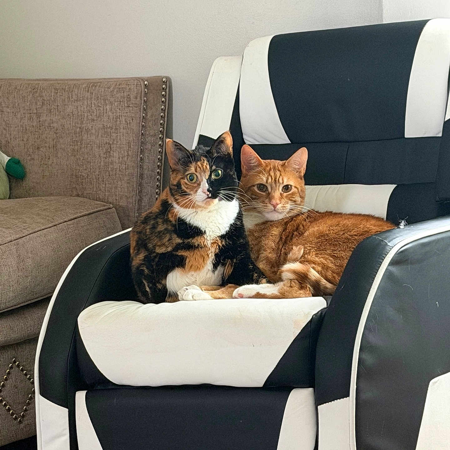 Leo And Chloe joined the competition — help win amazing prizes! cat, calico_cat, orange_tabby, armchair, furniture, indoor, pet, animal, two_cats, cozy, curious, living_room, resting, cute, companions, domestic_cat, black_and_white_chair, fur, whiskers, relaxed