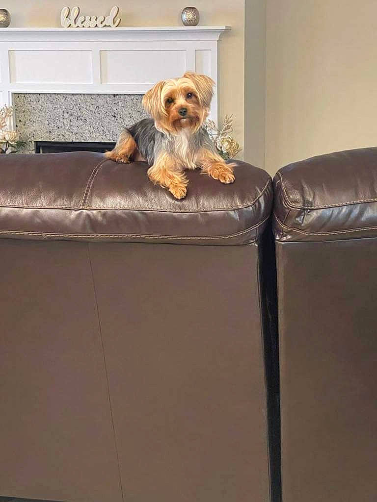 Nyla is registered to the contest to win money with this photo: carnivore, chair, clock, comfort, companion_dog, couch, dog, floor, flooring, furniture, hardwood, interior_design, living_room, mammal, rectangle, studio_couch, table, toy_dog, watch, wood