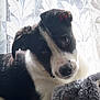 adorable, animal, black_and_white, companion, cozy, curtains, cute, dog, ears, fur, indoor, lace, looking, pet, portrait, puppy, snout, soft_light, stuffed_toy, young