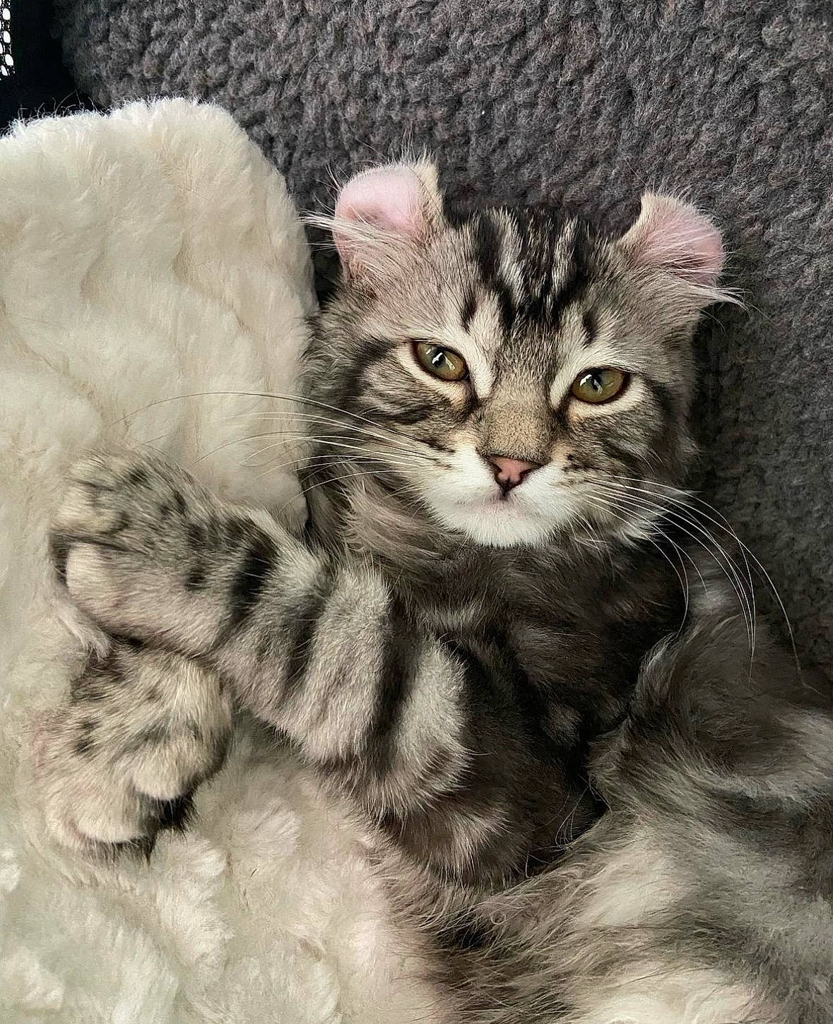 Mila is registered to the contest to win money with this photo: art, carnivore, cat, claw, domestic_short_haired_cat, felidae, fur, illustration, iris, painting, paw, small_to_medium_sized_cats, snout, tail, terrestrial_animal, whiskers, window