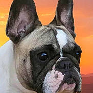 Fruitloop is registered to the contest to win money with this photo: animal, black_and_white, brown, calm, canine, close_up, dog, ears, expression, face, french_bulldog, fur, muzzle, nature, outdoor, pet, portrait, profile, sky, sunset
