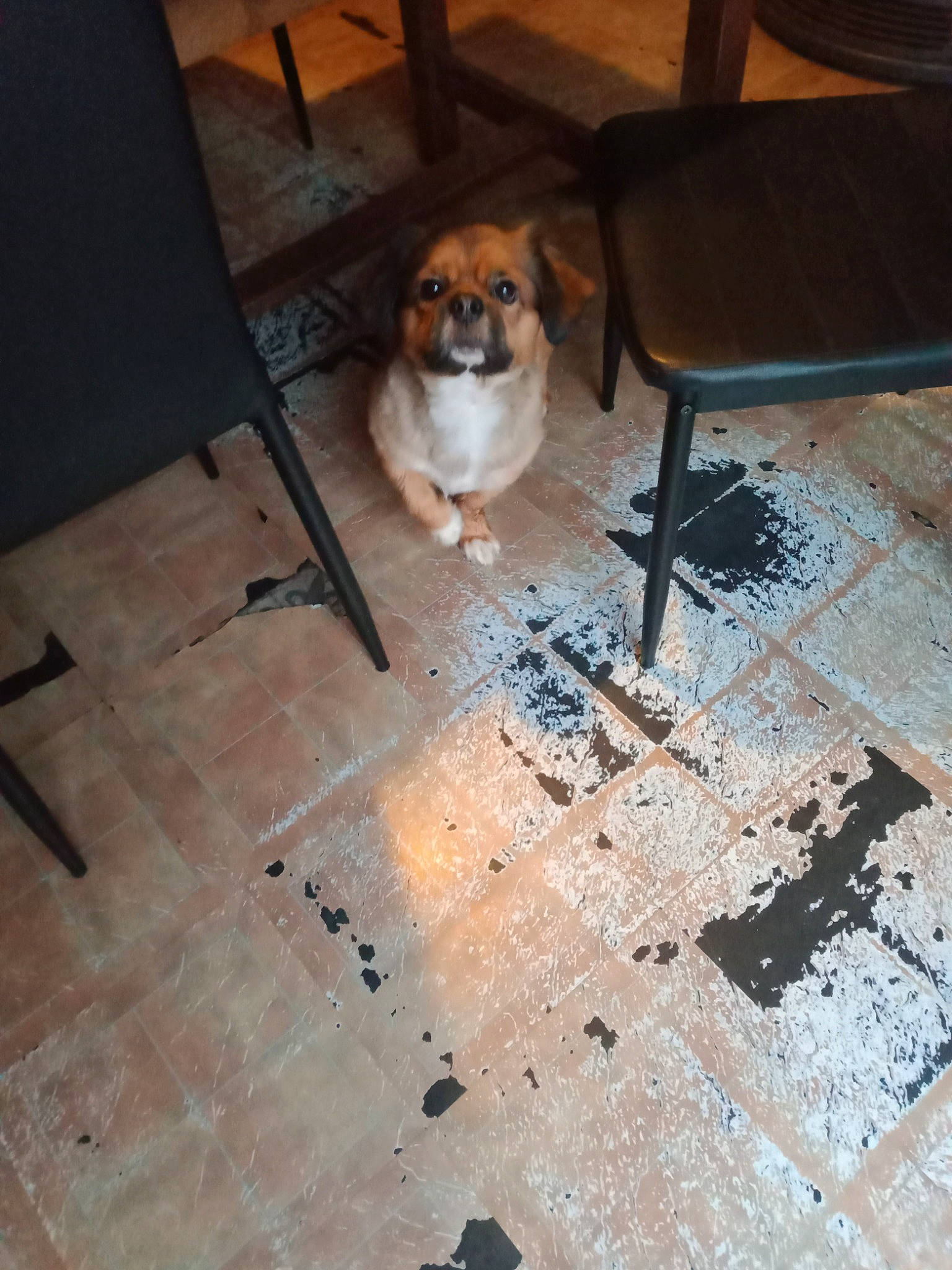 Hooligan a rejoint le concours — aidez-le/la à gagner de superbes lots ! canidae, carnivore, chair, companion_dog, dog, dog_breed, door, fawn, floor, flooring, furniture, hardwood, road_surface, room, sidewalk, sporting_group, table, tail, wood, wood_stain