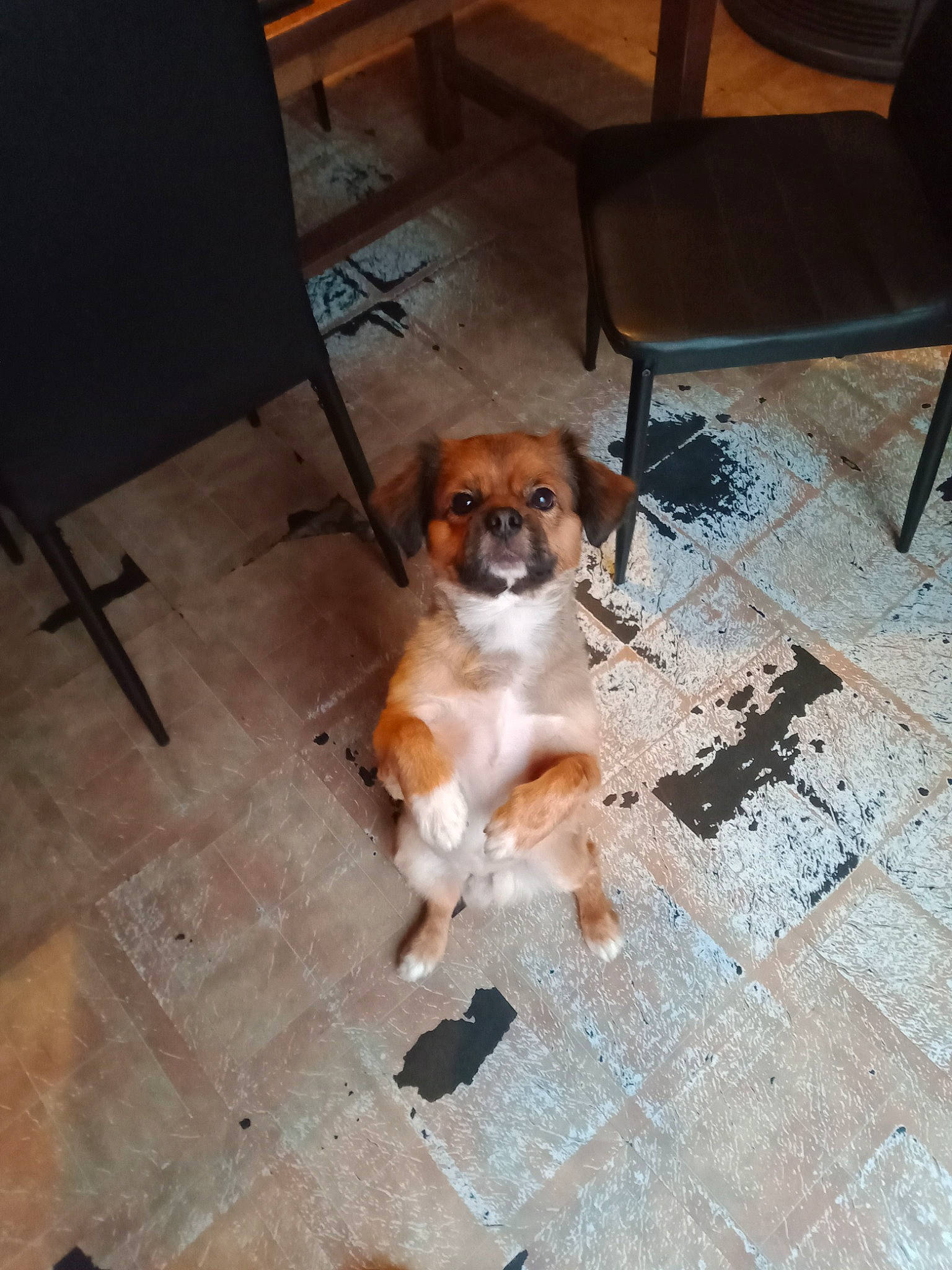 Hooligan participe au concours pour gagner de l'argent avec cette photo : canidae, carnivore, chair, companion_dog, dog, dog_breed, fawn, floor, flooring, fur, hardwood, laminate_flooring, paw, scent_hound, snout, tail, toy_dog, wood, wood_flooring, working_animal