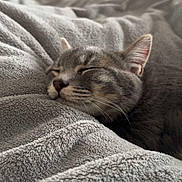 Aladin a rejoint le concours — aidez-le/la à gagner de superbes lots ! blanket, cat, closeup, comfort, cozy, ears, feline, fur, gray_cat, home, indoor, nap, peaceful, pet, quiet, relaxed, resting, sleeping, soft_texture, whiskers