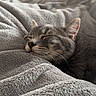 blanket, cat, closeup, comfort, cozy, ears, feline, fur, gray_cat, home, indoor, nap, peaceful, pet, quiet, relaxed, resting, sleeping, soft_texture, whiskers