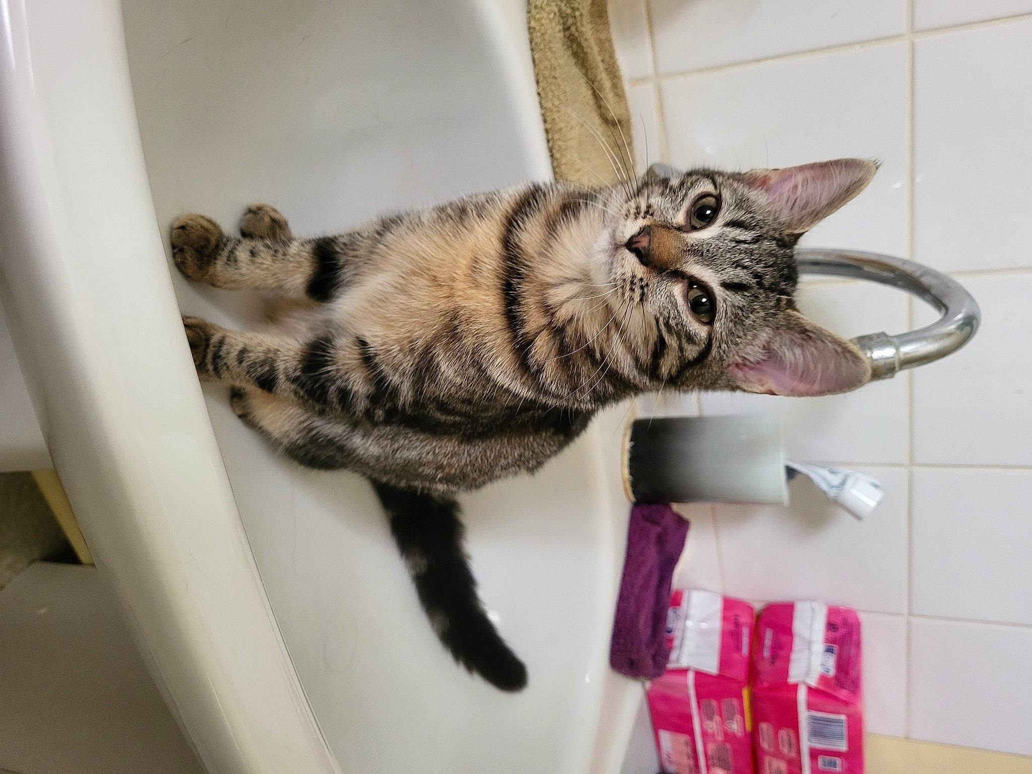 Maya a rejoint le concours — aidez-le/la à gagner de superbes lots ! carnivore, cat, cat_supply, claw, comfort, domestic_short_haired_cat, felidae, fur, metal, paw, room, shelf, small_to_medium_sized_cats, snout, tail, terrestrial_animal, whiskers