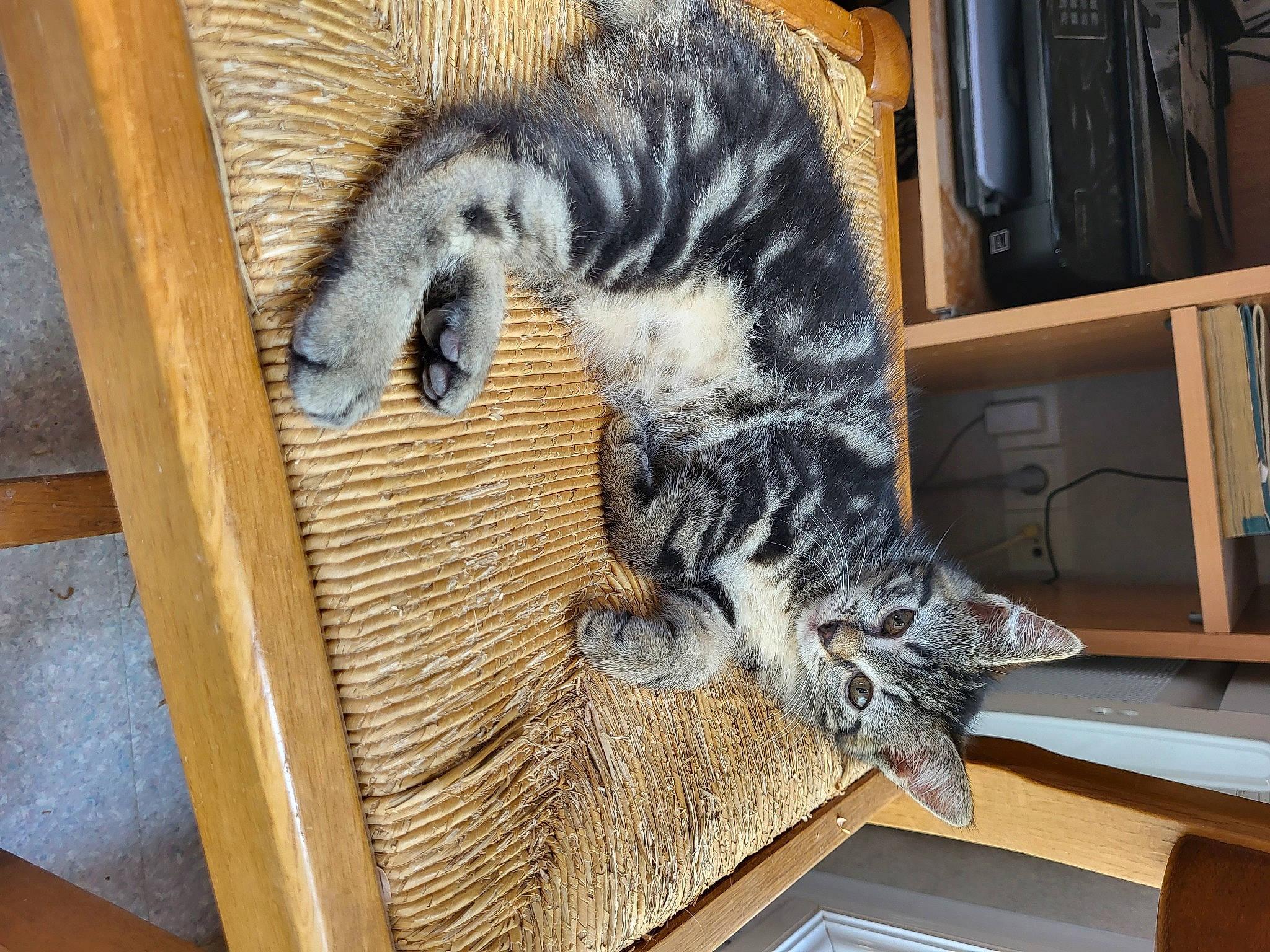 Maya a rejoint le concours — aidez-le/la à gagner de superbes lots ! bookcase, carnivore, cat, claw, domestic_short_haired_cat, felidae, fur, hardwood, publication, room, shelf, small_to_medium_sized_cats, tail, terrestrial_animal, whiskers, wood