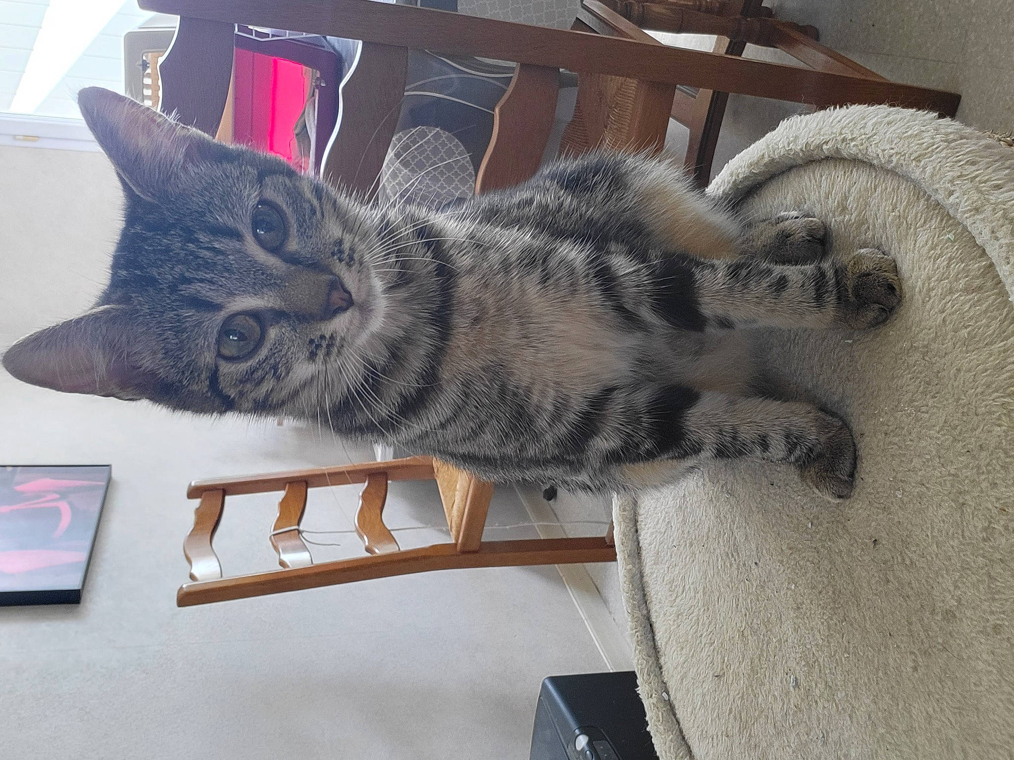 Maya participe au concours pour gagner de l'argent avec cette photo : art, building, carnivore, cat, chair, claw, comfort, domestic_short_haired_cat, felidae, fur, grey, mammal, metal, nap, paw, small_to_medium_sized_cats, snout, tail, whiskers, window