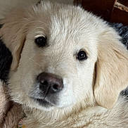 Aika participe au concours pour gagner de l'argent avec cette photo : puppy, dog, close_up, fluffy, white, cute, pet, animal, fur, nose, eyes, indoors, blanket, soft, resting, face, adorable, young, companion, domestic