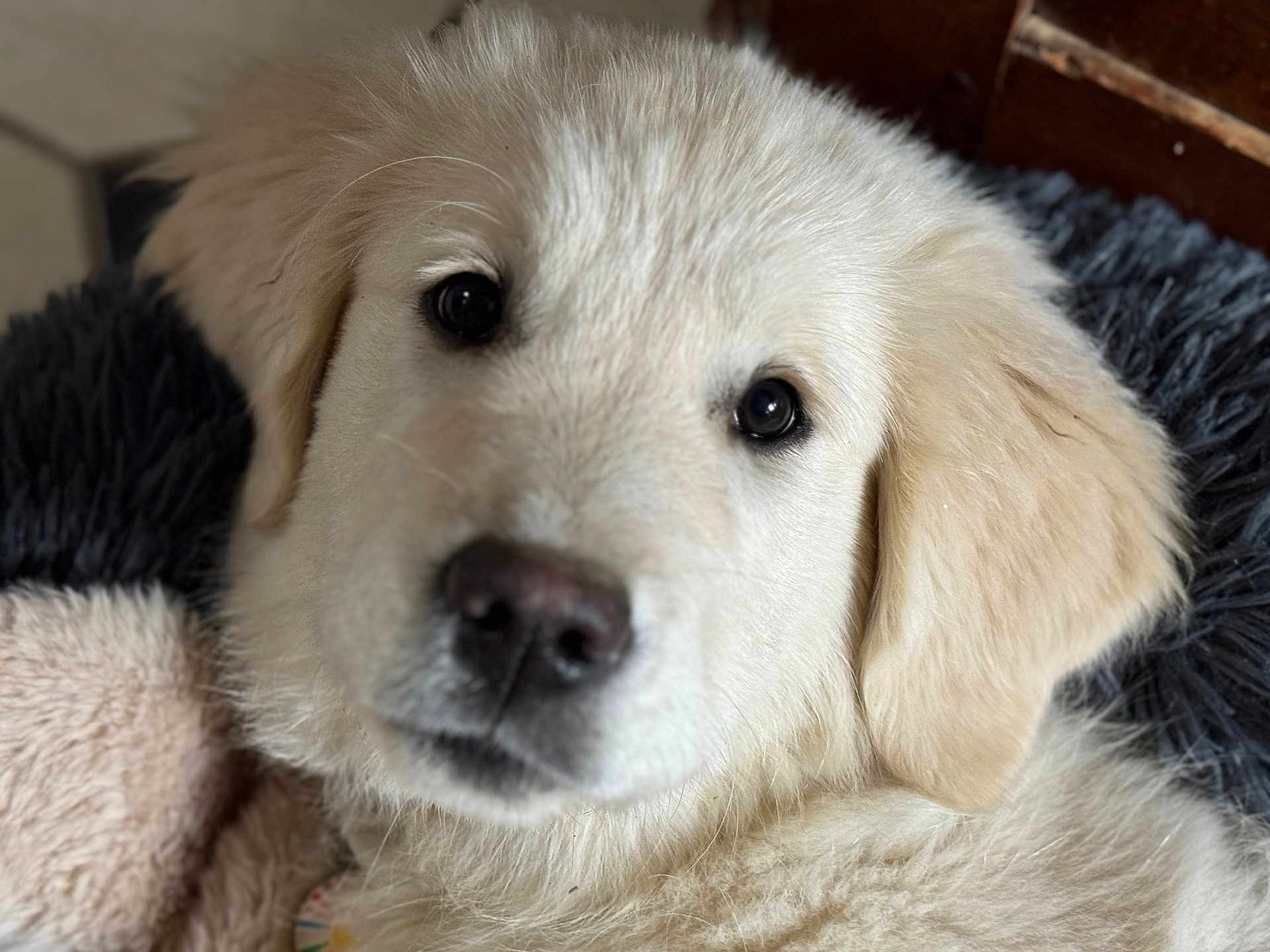 Aika participe au concours pour gagner de l'argent avec cette photo : puppy, dog, close_up, fluffy, white, cute, pet, animal, fur, nose, eyes, indoors, blanket, soft, resting, face, adorable, young, companion, domestic