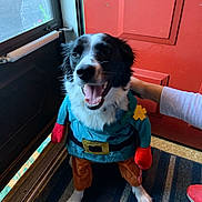 Oreo joined the competition — help win amazing prizes! dog, costume, indoor, door, red_door, mat, pet, animal, black_and_white_dog, smiling, happy, clothing, hand, floor, person, puppy, canine, cute, domestic_animal, portrait