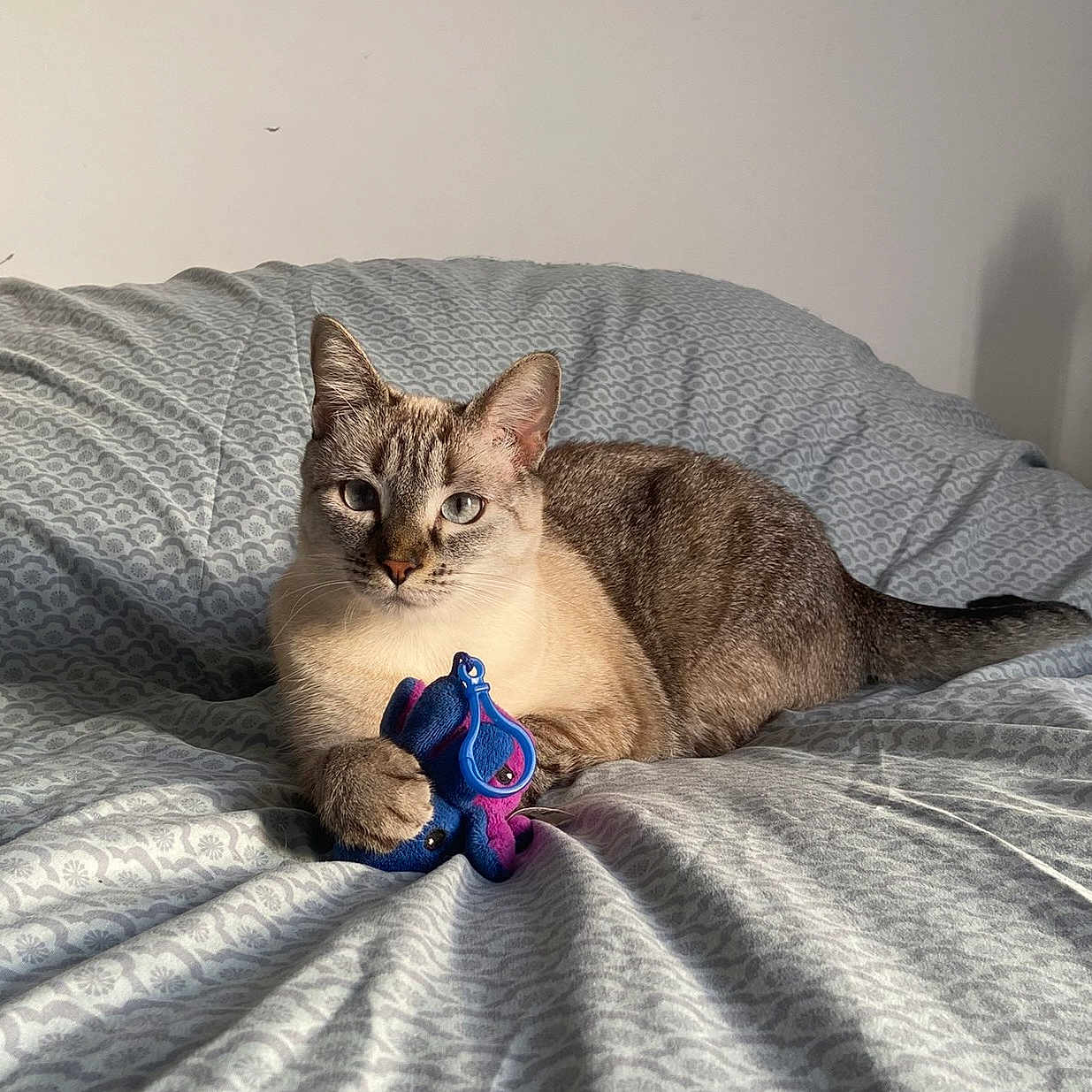 Lili a rejoint le concours — aidez-le/la à gagner de superbes lots ! abyssinian, animal, bed, bedroom, blanket, cat, couch, cushion, egyptiancat, furniture, homedecor, indoors, kitten, linen, manx, pet, quilt, room, siamese, toy