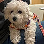 animal, companion, curious, curly_fur, cute, dog, domestic_animal, fluffy, friendly, harness, indoor, lap, leash, person, pet, puppy, resting, small_dog, white, young