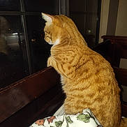 Leo is registered to the contest to win money with this photo: cat, orange_tabby, window, reflection, blanket, chair, night, indoor, feline, fur, curious, pet, animal, wood, cozy, domestic, looking_out, quiet, still_life, home